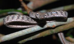 Speckle-headed Vine Snake (Ahaetulla fasciolata) (8740864943).jpg