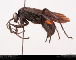 Spider wasp female (Pompilidae, Anoplius atrox) (27248821538).jpg