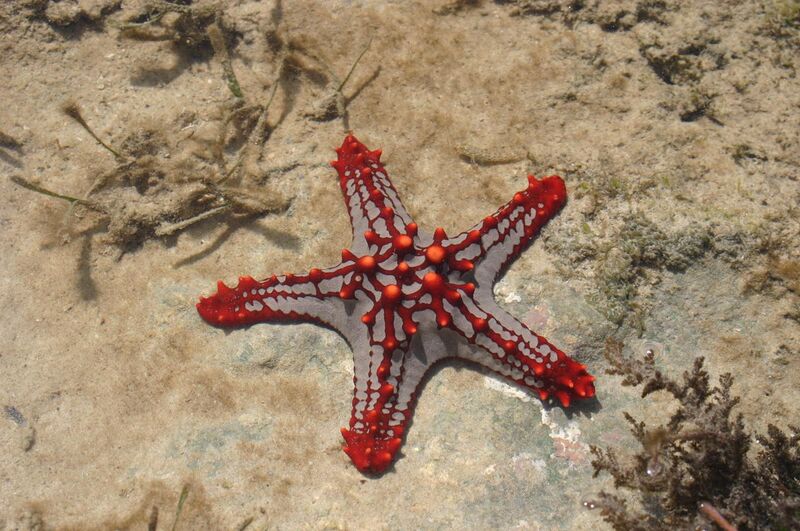File:Starfish in Mombassa.JPG