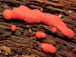 Strawberry Slime Mould (15567928602).jpg