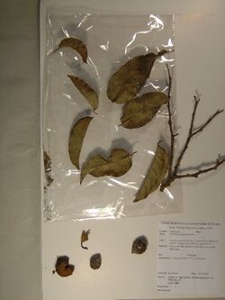Strombosia pustulata Oliv. (GD2188).jpg
