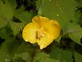 Stylophorum lasiocarpum 2016-05-17 0508b.jpg