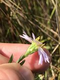 Symphyotrichum simmondsii 108253083.jpg