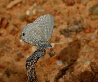 Tailless Lineblue (Prosotas dubiosa indica) in Talakona forest, AP W IMG 8483.jpg