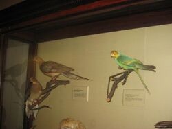 Taxidermy specimens of birds at National Museum of Natural History -USA-24Sept2009 (1).jpg