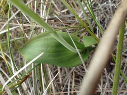 Thelymitra crinita leaf.jpg