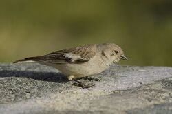 Tibetan Snowfinch, Ladakh, India.jpg