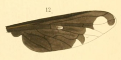 Tijdschr entomol XI Pl 3 Fig 12 Brachyanax leucostigma.png