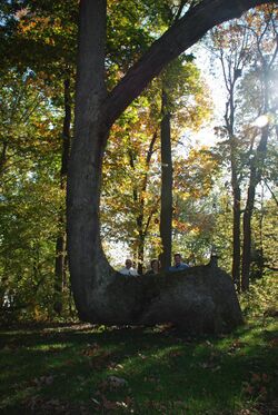 Trail Marker Tree in White County, IN known as 'Grandfather'.jpg