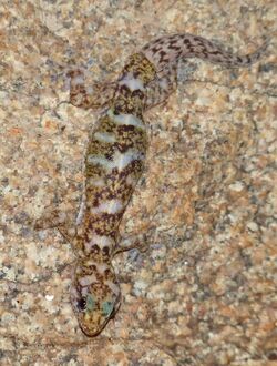 Transvaal flat gecko (Afroedura transvaalica).jpg