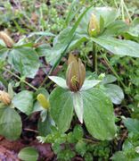 Population of Trillium sessile flowering with yellow-green petals on April 7 in Cheatham County, Tennessee USA