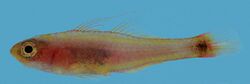 Trimma nasa female 22.6 mm, New Caledonia.jpg