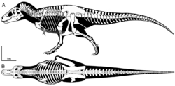 Tyrannosaurus Sue skeletal reconstruction.png