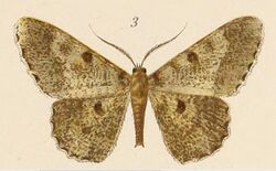 Voeltzkow-pl.6-fig.03-Boarmia Voeltzkowii (=Racotis squalida squalida (Butler, 1878)).JPG