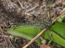 Westfall's Clubtail - Ophiogomphus westfalli, Blackwater Wildlife Management Area, Holt, Florida - Flickr - Judy Gallagher.jpg