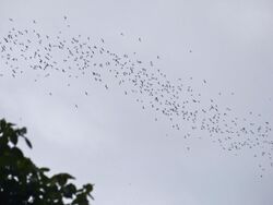 Wrinkle-lipped Free-tailed Bats (Chaerephon plicatus) flying out of Deer Cave (15490083656).jpg