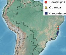 Map of South America showing presence of three Ybyrapora species in coastal Brazil