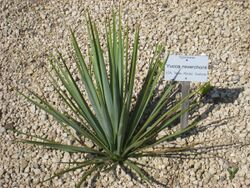 Yucca reverchonii - Botanischer Garten der Universität Würzburg.JPG