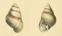 Zoological Illustrations Achatinella livida.jpg