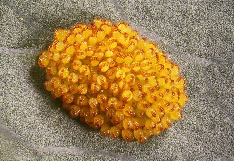 File:Сорус папоротника Polypodium aureum.jpg