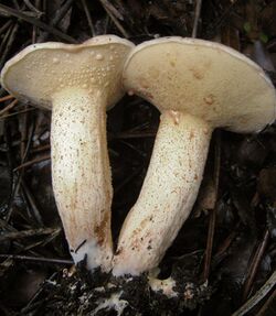 2011-11-21 Suillus bellinii (Inzenga) Kuntze 183888 crop.jpg