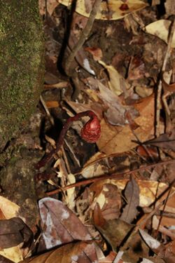 2016-03-09 Haddowia longipes (Lév.) Steyaert 613413.jpg