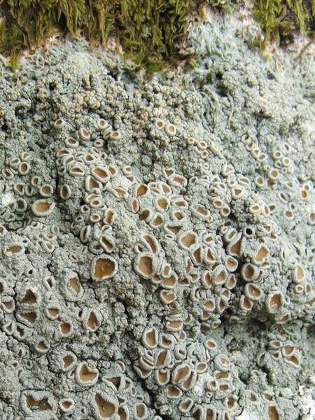File:A lichen - Ochrolechia tartarea - geograph.org.uk - 995354.jpg