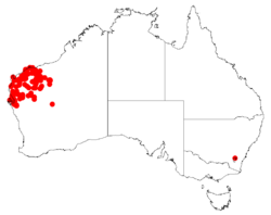 Acacia xiphophyllaDistMap970.png