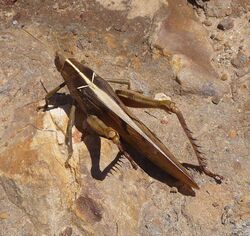 Acanthacris ruficornis citrina. Migratory Bird Locust - Flickr - gailhampshire.jpg