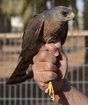 Accipiter brevipes 1.jpg