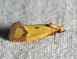 Agapeta zoegana01.jpg