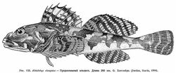 Alcichthys elongatus.jpg