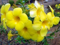 Allamanda cathartica flowers 2.JPG