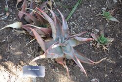 Aloe ortholopha - Leaning Pine Arboretum - DSC05772.JPG