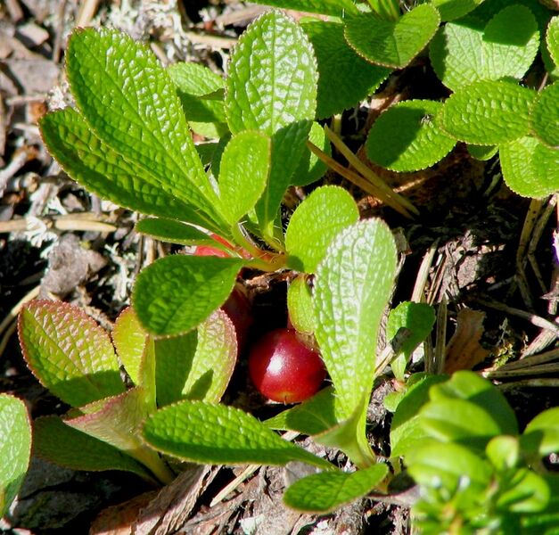 File:Alpine bearberry in Varrio Nature Reserve, Finland.jpg