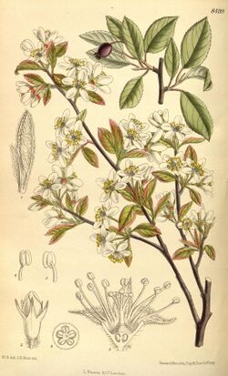 Amelanchier oligocarpa 139-8499.jpg