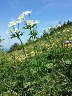 Anemonastrum narcissiflorum sl1.jpg