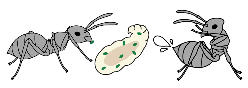 File:Ants conducting brood grooming.pdf