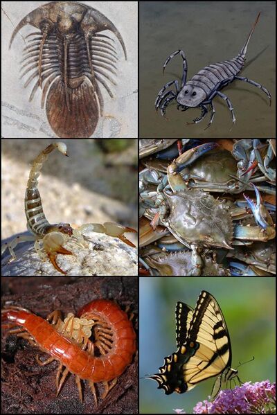 File:Arthropoda.jpg
