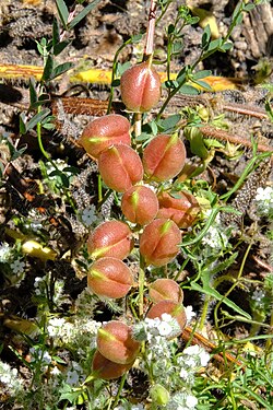 Astragalus deanei.jpg