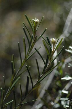 Astrotricha crassifolia.jpg