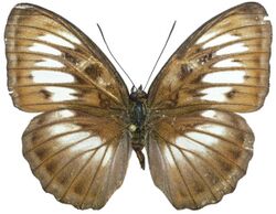 Athyma speciosa speciosa male - Magara.jpg