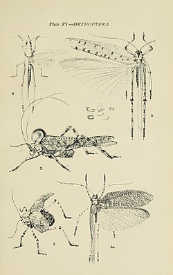 Australian insects (Plate VI) (7268223158).jpg