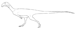 Austrocheirus isasii.png