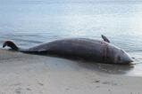 Beached Cuvier's Beaked Whale (28740971527).jpg