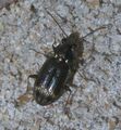 Bembidion rapidum P1600355a.jpg