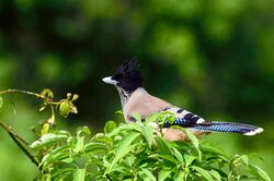 Black-headed Jay.JPG