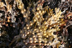 Bladder Wrack (Fucus vesiculosus) - geograph.org.uk - 224125.jpg