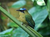 Blauscheitelmotmot Bern.JPG