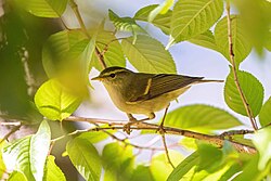 Buff-barred Warbler.jpg